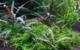 Load image into Gallery viewer, Hygrophila Pinnatifida